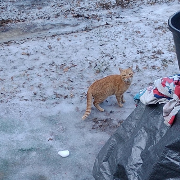 Meet your Posher, Cheyenne - Picture 6 of 9